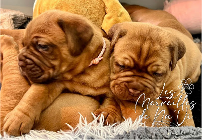 Elevage Dogue De Bordeaux Des Merveilles De Na' Vi, Éleveur De Chiens à Valdelaume