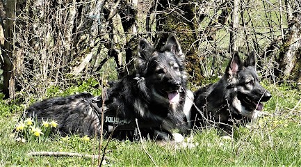 Lupus Terra Argento, Eleveur de Chiens à Fessevillers