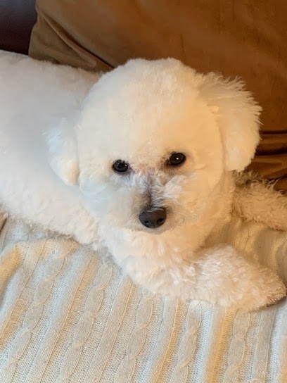 Westie Cavalier king charles Coton tulear Berger shetland-Des sentiers du perche, Eleveur de Chiens à Bazoches-sur-Hoëne