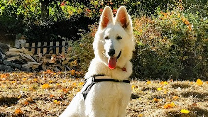 Elevage du Château Des Princes - Berger Blanc Suisse, Eleveur de Chiens à Générac