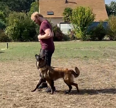 Dog's Community, Dresseur de Chiens à Villebaudon