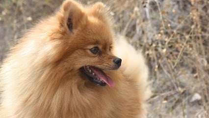 ELEVAGE LOU PASTRE D'AQUI, Eleveur de Chiens au Broc