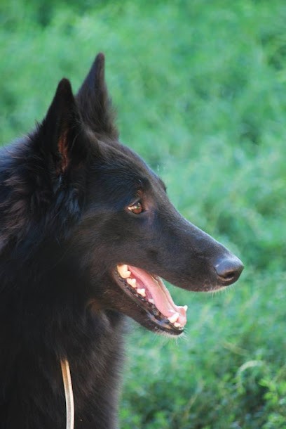 Elevage Du Bois D'Acacias, Eleveur de Chiens à Salernes