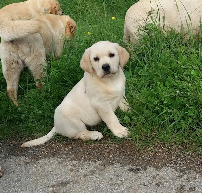 Elevage Labrador Du Pomayrol, Eleveur de Chiens à Murasson