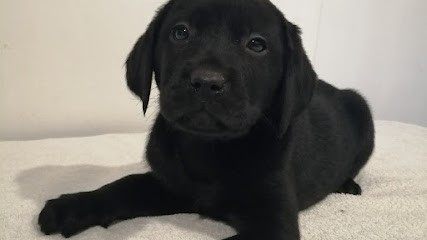 Elevage du chateaubriand (Domaine des honos), Eleveur de Chiens à La Comté