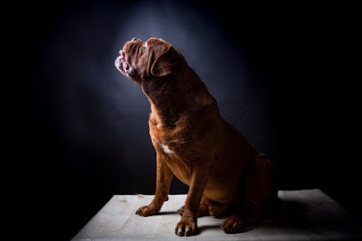 Unbelievadog, élevage De Dogue De Bordeaux, Eleveur de Chiens à Mouthier-en-Bresse