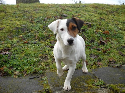 Elevage du lac, Eleveur de Chiens à Saint-Plantaire
