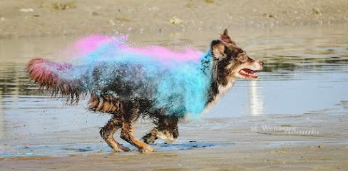 Feeling Educ, Dresseur de Chiens à Quévreville-la-Poterie