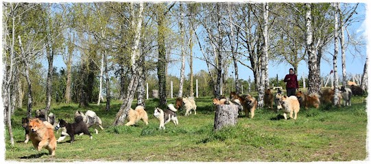 Légendes De Retz, Eleveur de Chiens à Bellevigne-en-Layon