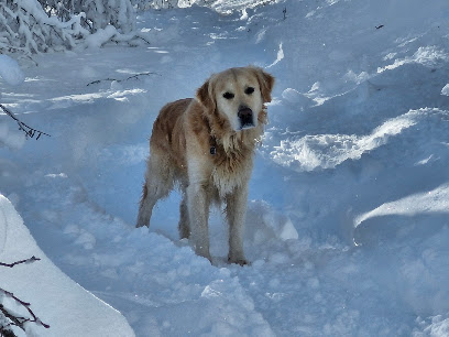Domaine Des Terres Dioises, Éleveur De Chiens à Die