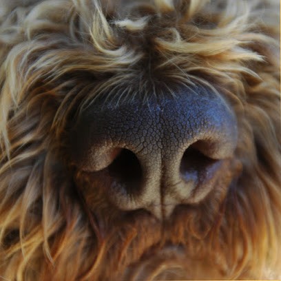 Golatière Du Trépont (Élevage De Lagotto Romagnolo), Eleveur de Chiens à Bron
