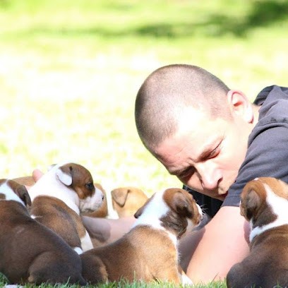 élevage American Staff, Eleveur de Chiens à Berville-la-Campagne