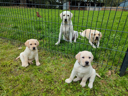 Les Hirondelles D'haustine Éleveur De Chiens à Saint-Jean-Brévelay