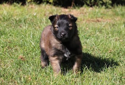 elevage du domaine de la salvonière, Eleveur de Chiens à Guerting