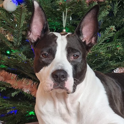 Positive Patt'itude, Dresseur de Chiens à Lyon 07