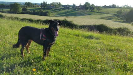 LAETICANIS, Dresseur de Chiens aux Clayes-sous-Bois