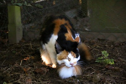 Le domaine de la Golden Griff' - Pension familiale chien et chat - Eleveur de Maine Coon et de Border Collie, Pension pour Chiens à Conteville