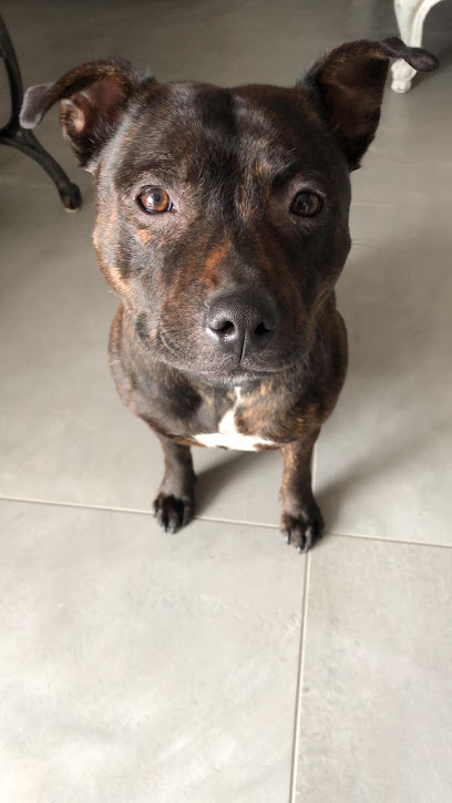 Passion Chiens - Educateur Canin