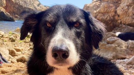 EDUCATEUR CANIN LA MAIN DANS LA PATTE, Dresseur de Chiens à Saint-Cyr-sur-Mer