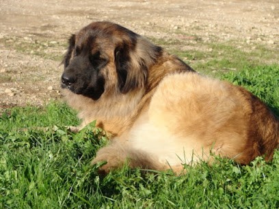 Pension Dog paradise, Pension pour Chiens à Labalme