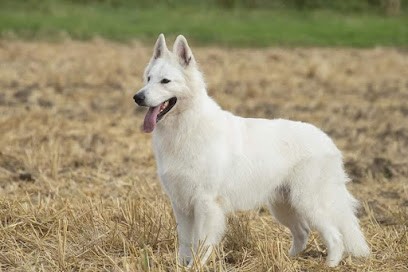 Elevage du Blanc des Amaroks, Eleveur de Chiens à Épône