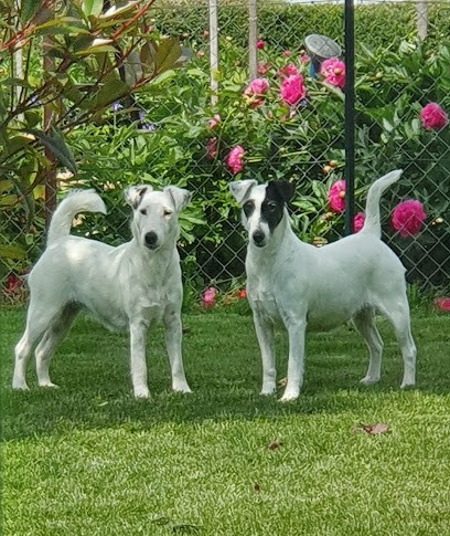Elevage De La Rivière Landelot, Eleveur de Chiens à Pré-Saint-Évroult