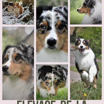 Élevage de la Vallée des Aussies : éleveur de chien Berger australien, chihuahua en France, Eleveur de Chiens à Lignol