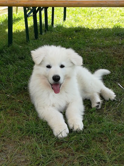 Elevage de l'ange gardien de faujus, Eleveur de Chiens à Mailly-la-Ville
