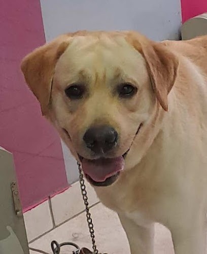 Whispper.dog Pension Canine éducateur Comportementaliste, Pension pour Chiens à Bailleul-la-Vallée