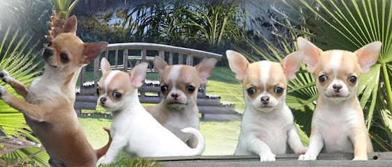 Domaine San Sebastian, Eleveur de Chiens à Toulouges