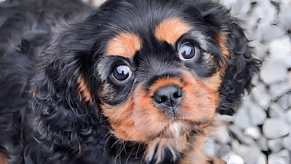 diamondskane, Eleveur de Chiens à Tilques