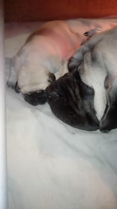 Élevage La grande alzine, Eleveur de Chiens à Saint-Léger