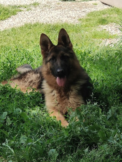 Of Pride Winners, Eleveur de Chiens à Annay