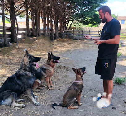 Help Educanine Dresseur De Chiens à Roquemaure