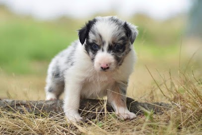 Élevage Border Collie Xémiris, Eleveur de Chiens à Saint-Gaudens