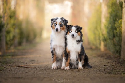 Elevage Of American Madness, Eleveur de Chiens à Alixan