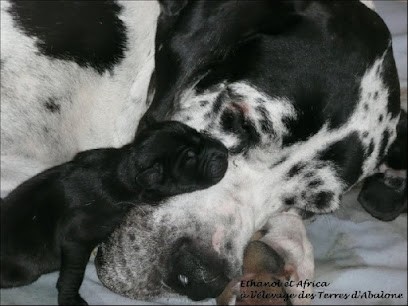 Les Terres D'Abalone, Eleveur de Chiens à Cabanac-et-Villagrains