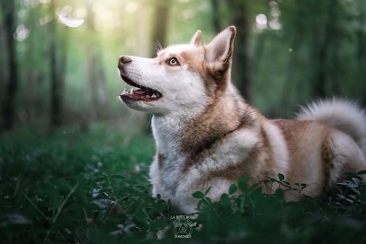 La Vallée Des Lys - Éducateur Canin, Dresseur de Chiens à Veigné