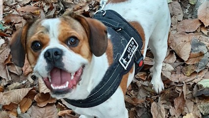 Royal Pet Club, Pension pour Chiens à La Marne