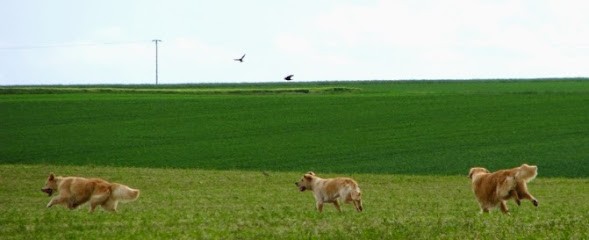 Elevage de chiens Golden Retrievers & Sacrés de Birmanie ROYSTON SPORT, Eleveur de Chiens à La Madeleine-Villefrouin