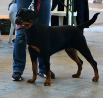 Domaine Du Saphir Noir, Dresseur de Chiens à Saint-Maurice-l'Exil