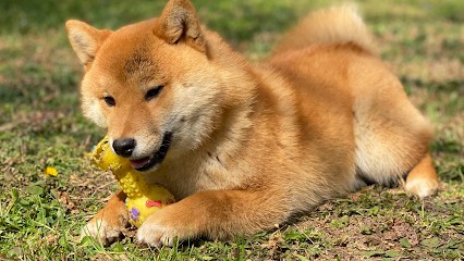 Des Gardiens de Juri, Shiba Inu et Berger Américain Miniature, Eleveur de Chiens à Orange