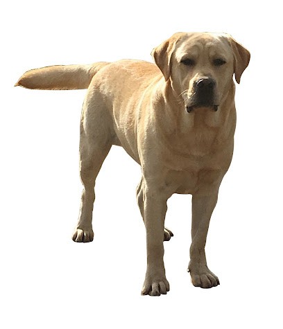 Elevage de Labrador golden et berger australien - ferme de decouverte - Pension canine de la vallée de Saint Samson, Eleveur de Chiens à La Ferté-Saint-Samson