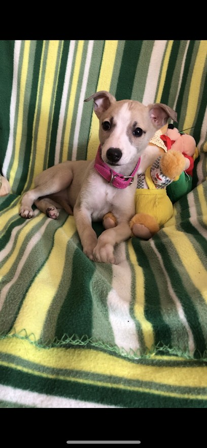 Roses de Picardie Les, Eleveur de Chiens à Hornoy-le-Bourg