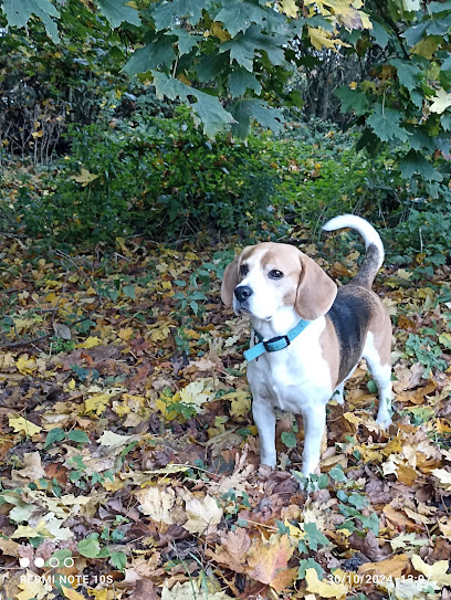 Pension Canine Ma Meilleure Amie, Pension Pour Chien à Méteren