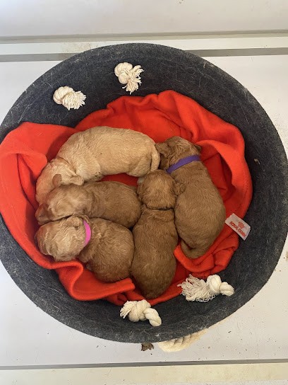 Pension De La Rosée Du Soleil, Pension pour Chiens à Pézènes-les-Mines