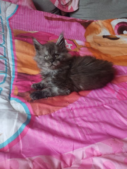 L'élevage de l'empreinte du bonheur, Eleveur de Chiens à Saint-Maurice-lès-Châteauneuf