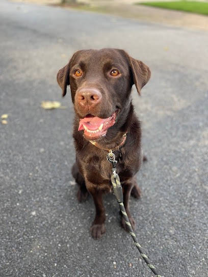 Educ’o’poil, éducateur canin, Paris, à domicile, Dresseur de Chiens à Paris 04