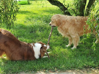 Canis Family, Dresseur de Chiens à Sevres Anxaumont