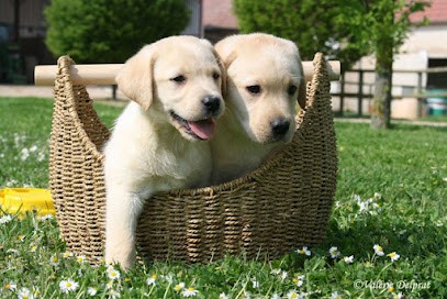 Elevage labrador, Eleveur de Chiens à Chémery